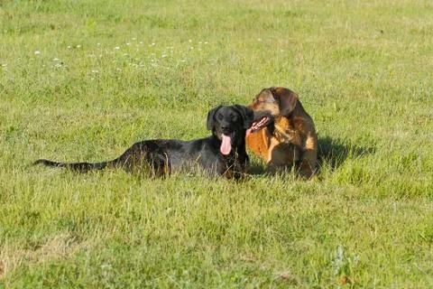 Dogs Stock Photos