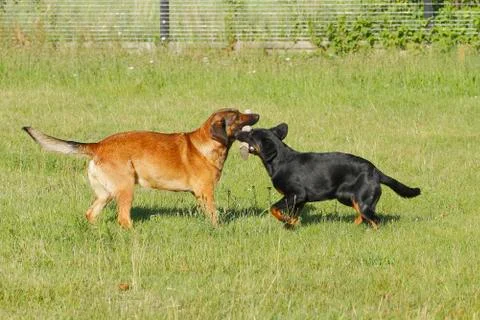 Dogs Stock Photos