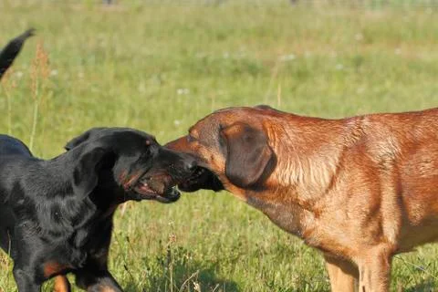 Dogs Stock Photos