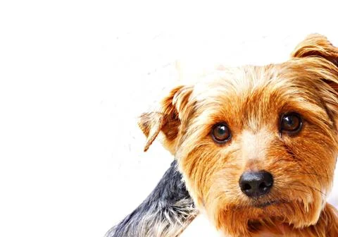 Dogs Stock Photos