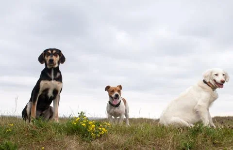 Dogs Stock Photos