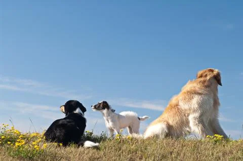 Dogs Stock Photos
