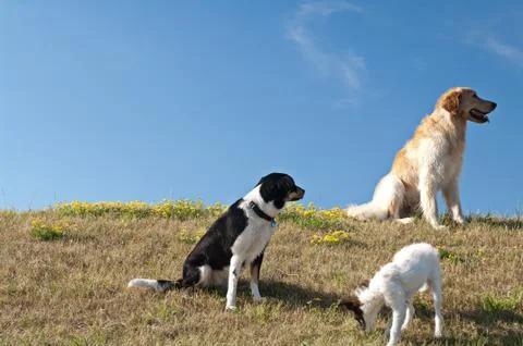 Dogs Stock Photos