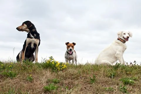 Dogs Stock Photos