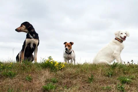Dogs Stock Photos