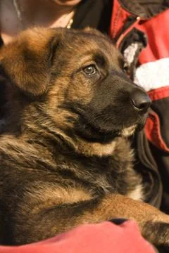 Dogs Stock Photos