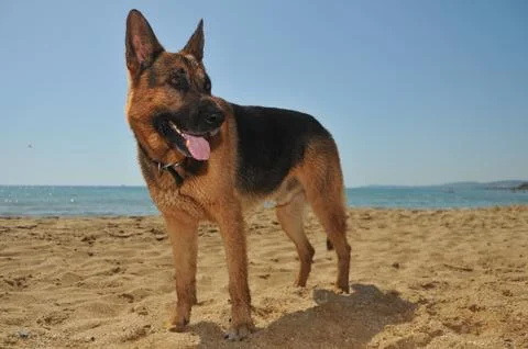 Dogs Stock Photos