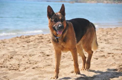 Dogs Foto stock