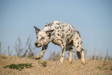 Dogs Stock Photos