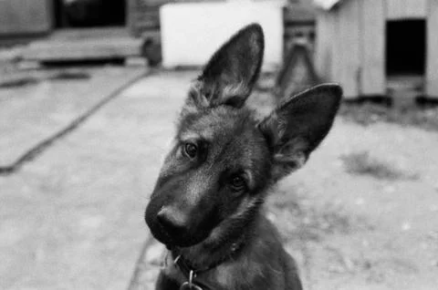 Dogs Stock Photos