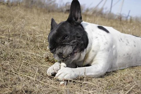Dogs Stock Photos