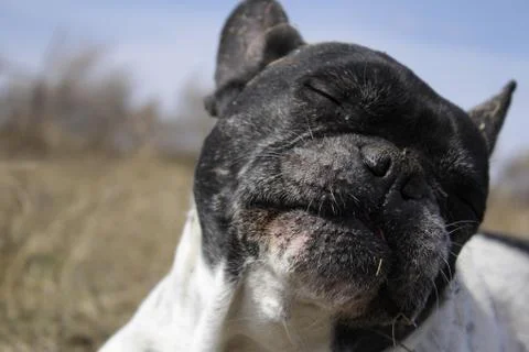Dogs Stock Photos