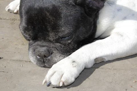 Dogs Stock Photos