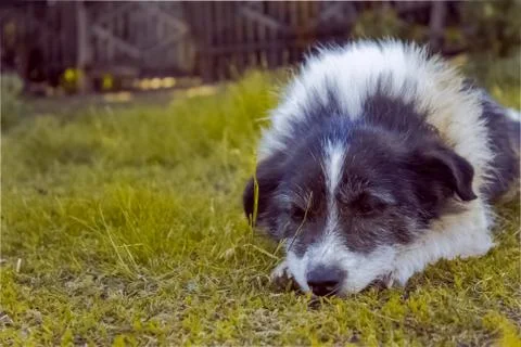 Dogs Stock Photos
