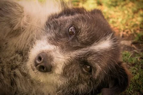 Dogs Stock Photos