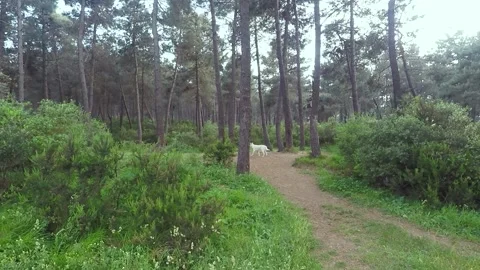 Dogs in pine forest Stock Footage 201248498