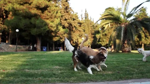 Dogs play 2 Stock Footage 29159020