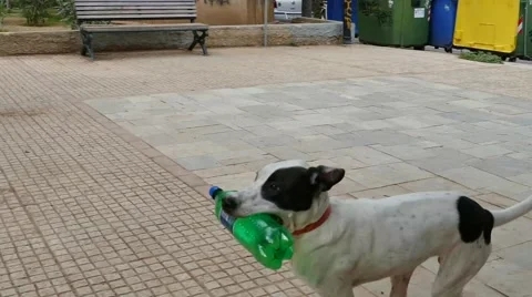 Dogs play and run Video stock 43786225