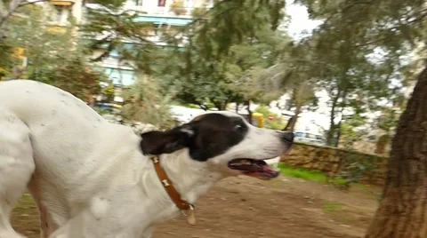 Dogs play and run Stock Footage 46466775