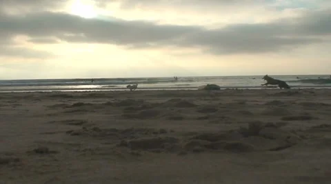 Dogs play on beach Stock Footage 8674612