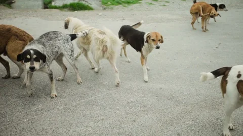 Dogs play with camera Stock Footage 115509445