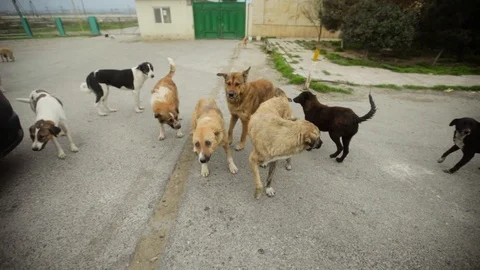 Dogs play with camera Stock Footage 115512385