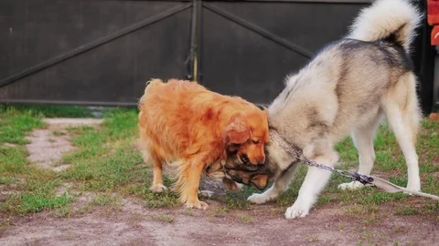 Dogs play in the courtyard Stock Footage 80022677