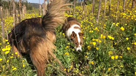 Dogs play in the field Stock-Footage 151957603