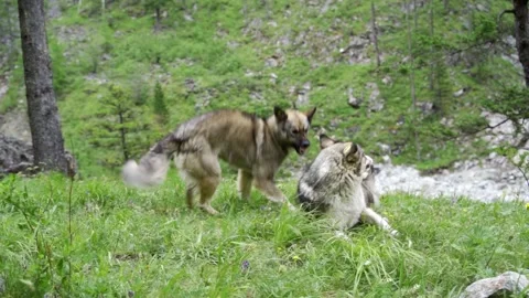 Dogs play fighting in a yard Stock Footage 157363670