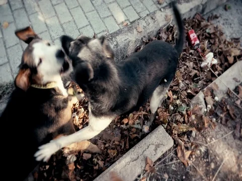 Dogs play Stock Footage 77276330