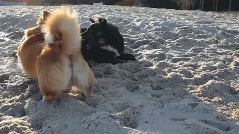 Dogs play Video stock 85604979