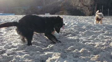 Dogs play Stock Footage 85605005