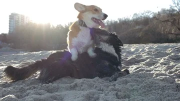Dogs play Stock Footage 85605021