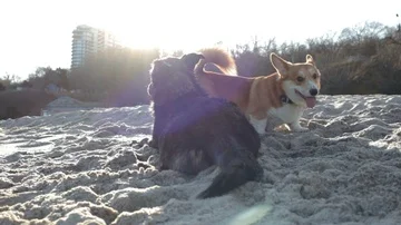 Dogs play Stock Footage 85605049
