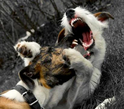 Dogs play 库存照片