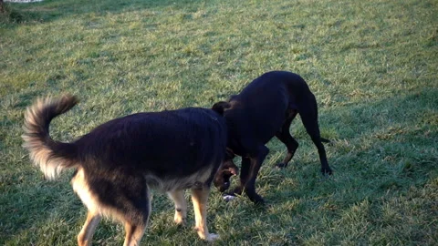 Dogs play in slow motion on the grass. Video stock 201931129