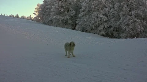 Dogs play in snow Stock Footage 100823390