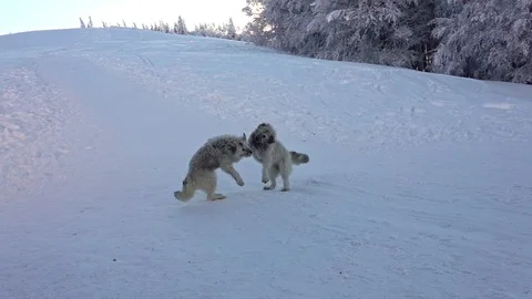 Dogs play in snow Stock Footage 100824313