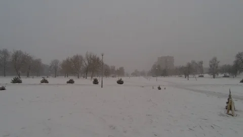 Dogs play in the snow. Stock Footage 104663013