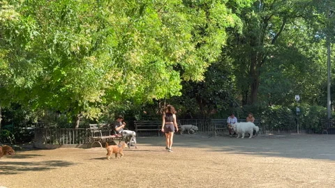 Dogs play under shaded trees at Tompkins Square Dog Run in New York City Stockbeeldmateriaal 345007200