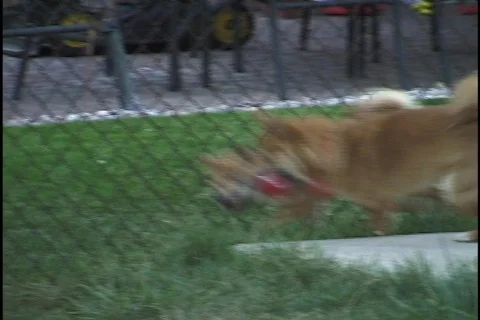 Dogs Playing 1 Stock Footage 297423
