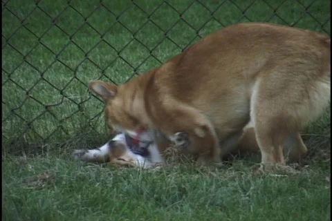 Dogs Playing 2 Stock Footage 297425