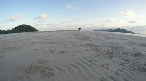Dogs Playing and Running at the Beach. Slow Motion Stock-Footage 54056206
