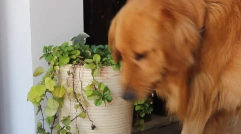 Dogs playing around Stock Footage 66517501