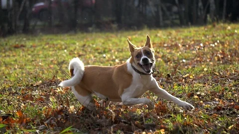 Dogs playing in autumn Stock Footage 128607133