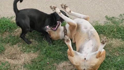 Dogs playing in a backyard. Slow motion footage in 4k 10bit. Stock Footage 157276262