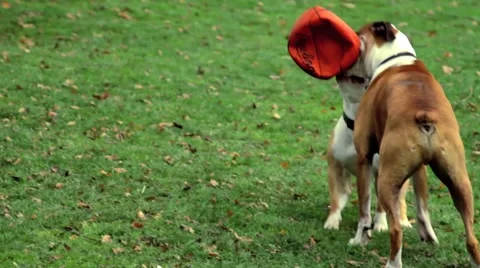 Dogs playing with a ball in a park on a fall day in Seattle 스톡 동영상 998841