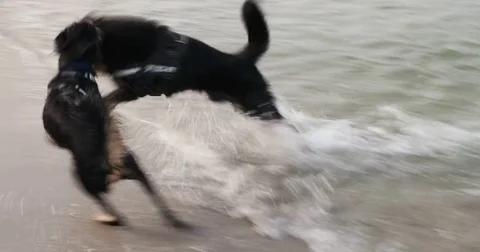 Dogs playing on the Baltic Beach Stock Footage 82179669