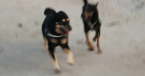 Dogs playing on the Baltic Beach Stock Footage 82182192