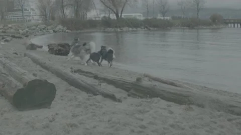 Dogs Playing at Beach 60FPS Stock Footage 146985949